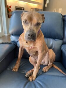 Lily sitting upright on the chair.