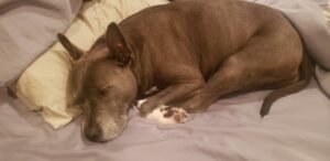 Loca sleeping on the foster parent's bed.