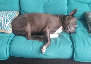 Loca sleeping on the couch on the lanai.