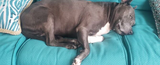 Loca sleeping on the couch on the lanai.