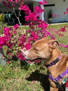 Mila sideview of her head in Pam's yard.