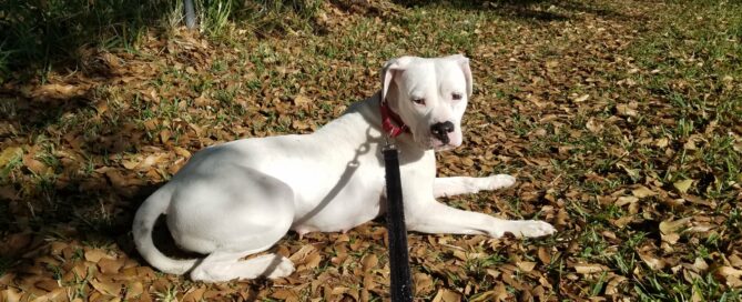 Millie laying in the yard looking at the camera.