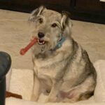 Muppet sitting with his bone in his mouth.