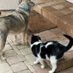 Muppet standing around with his feline sibling.