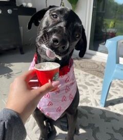 Nela wearing a bandana, having an icecream.