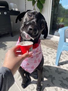 Nela wearing a bandana, having an icecream.