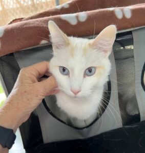 Ozzie with his head sticking out of a cat tent, hand petting him.