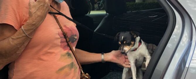 Papi sitting in the back of the vehicle with his adopter petting him from outside the car.