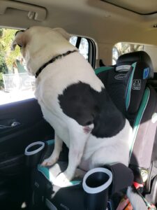 Peppy sitting in the child's car seat looking out of the back window in the vehicle.