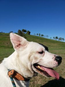 Peppy smiling enjoying the view at the Celery Fields.