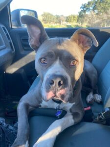 Riley laid in the front passenger of the car.