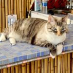 Rosie laying on the counter on the lanai.