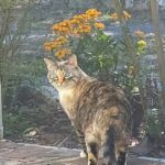 Rosie standing by the screen of the lanai, turned to say hi to the camera.