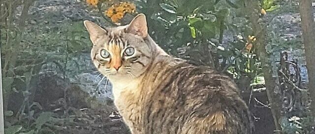 Rosie standing by the screen of the lanai, turned to say hi to the camera.