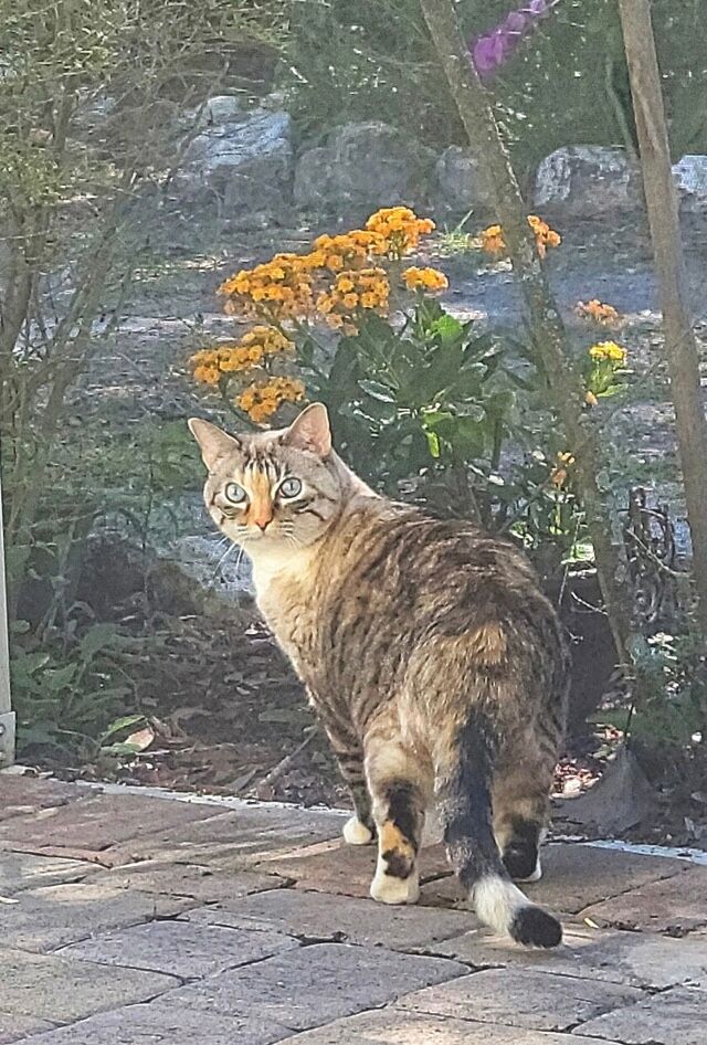 Rosie standing by the screen of the lanai, turned to say hi to the camera.