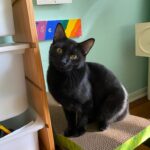 Sunday (now Ziggy) sitting on a cat tree.