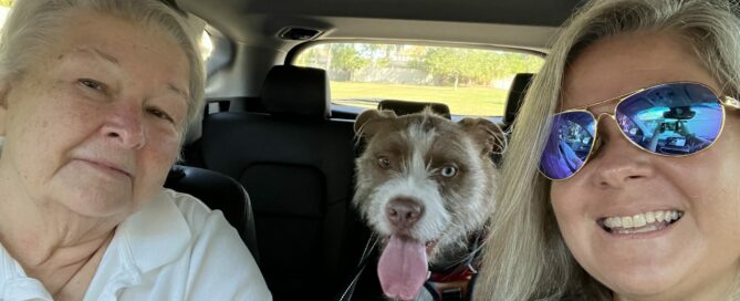 Tramp (now Huxley) in the back seat of the car. Mom and dad in front.