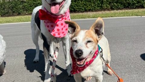 Triscuit with her Satchel's alum sibling Stella.