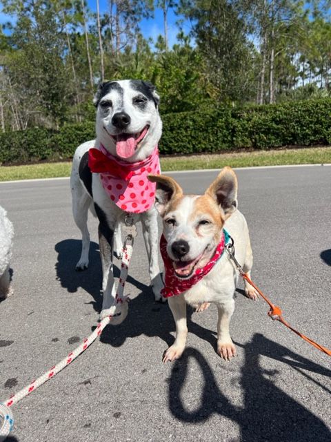 Triscuit with her Satchel's alum sibling Stella.