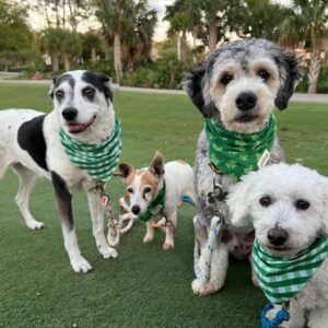 Triscuit with her 3 canine siblings.