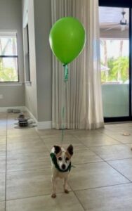 Triscuit with her balloon overhead.