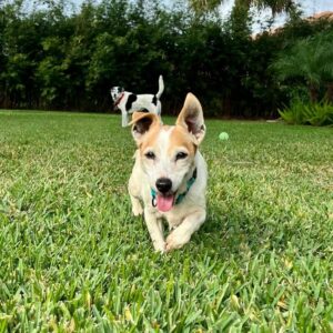 Triscuit running in the yard.