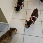 Figgy eating with his new canine siblings.