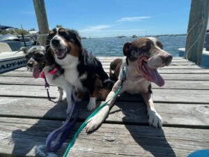 Harvey with his 2 canine foster siblings.