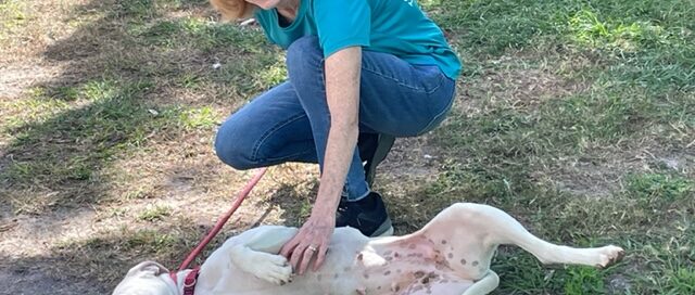 Millie laying on the grass having a belly rub by Judy.