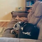 Ragnar laying on the couch with his new canine sibling