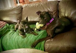 Rey on the couch with his new canine sister Loki.