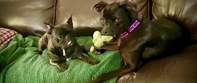 Rey on the couch with his new canine sister Loki.