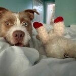 Tramp with his favorite stuffy.