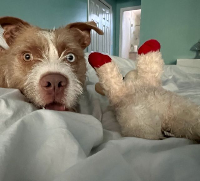 Tramp with his favorite stuffy.