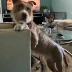 Tramp standing, front feet on the chair.