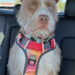 Tramp sitting in the car.