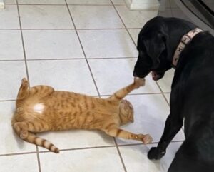 Valentine playing with her canine sibling.