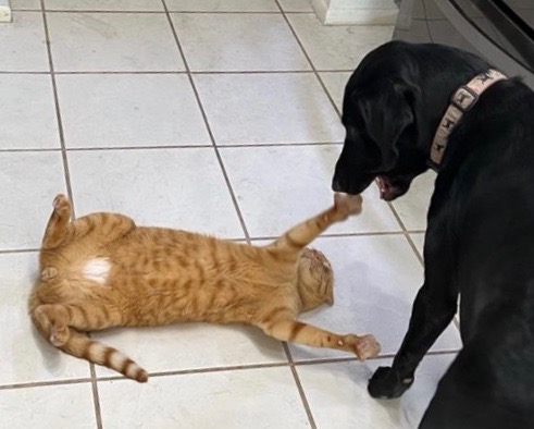 Valentine playing with her canine sibling.