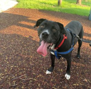 A happy Xavier, tongue out smiling for the camera.