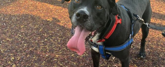 A happy Xavier, tongue out smiling for the camera.