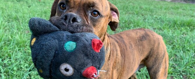 Allman with one of his toys in his mouth.