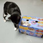 Bunny (cat) sniffing the outside of a carton of Friskies cat food.