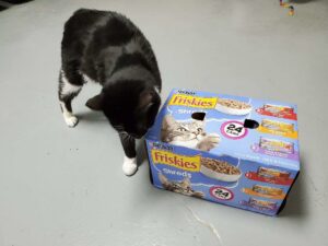 Bunny (cat) sniffing the outside of a carton of Friskies cat food.
