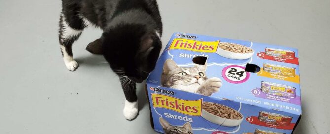 Bunny (cat) sniffing the outside of a carton of Friskies cat food.