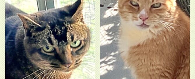 Pictures of Challa and Sonny both looking at the camera.