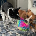 Dash playing with toys with his new canine brother Hanky.