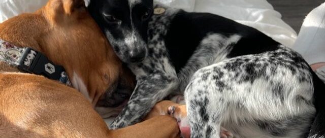 Dash laying with his canine sibling Hanky.