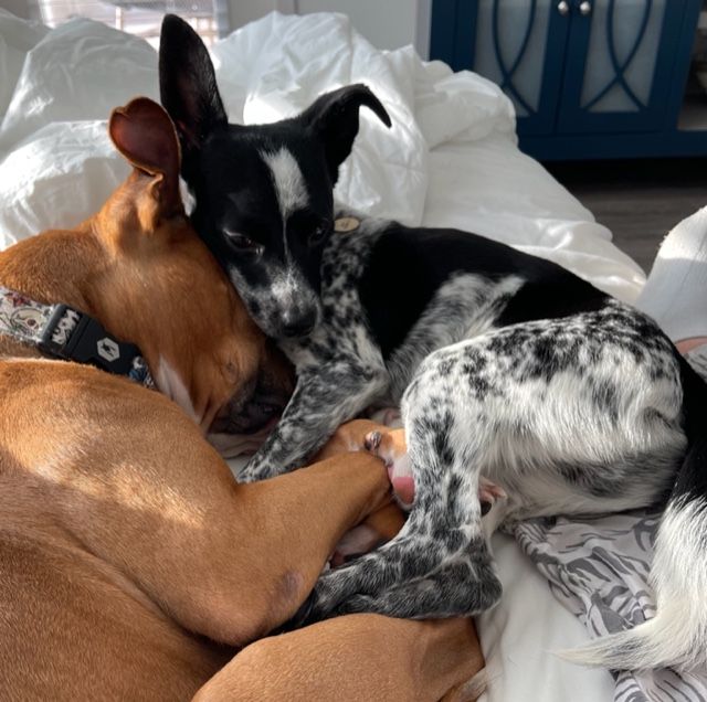 Dash laying with his canine sibling Hanky.