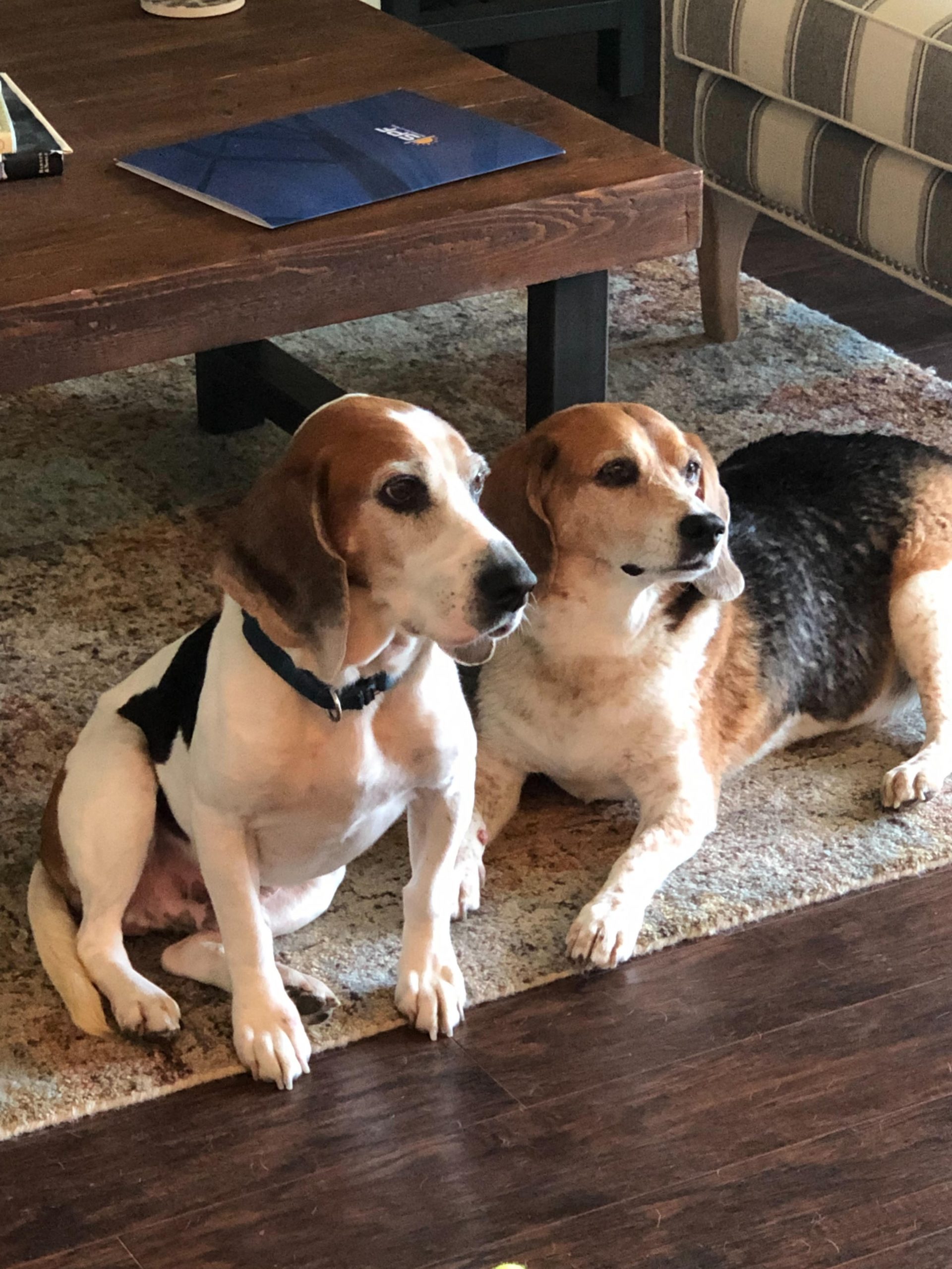 Duke and his canine brother Husker sitting side by side on an area rug.