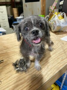 Greta sitting on the table after her hair trim.